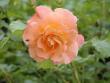 tn_gallery_90_1394_20674.jpg