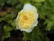 tn_gallery_90_1394_21655.jpg