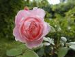 tn_gallery_90_1394_3665.jpg
