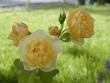 tn_gallery_90_1394_38885.jpg