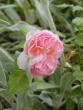 tn_gallery_90_1394_48666.jpg
