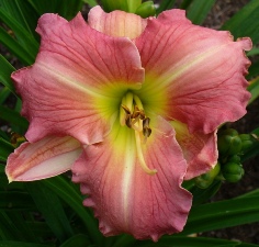 gallery_7131_1370_30910.jpg