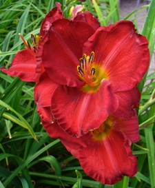 gallery_7131_1370_35353.jpg