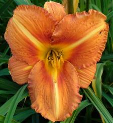 gallery_7131_1370_5163.jpg