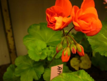 gallery_13006_1400_14040.jpg