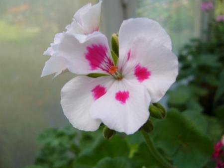 gallery_13006_1400_2772.jpg