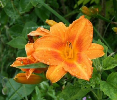 gallery_6778_1392_42687.jpg