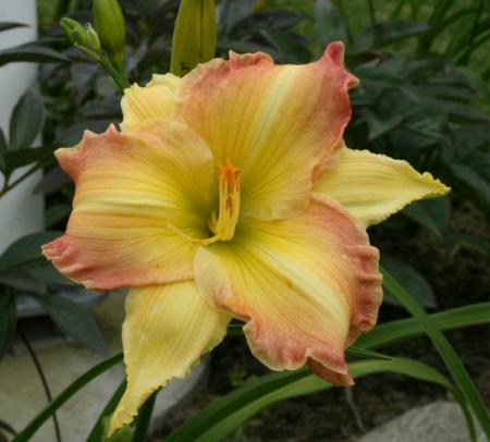 gallery_6778_1392_48590.jpg