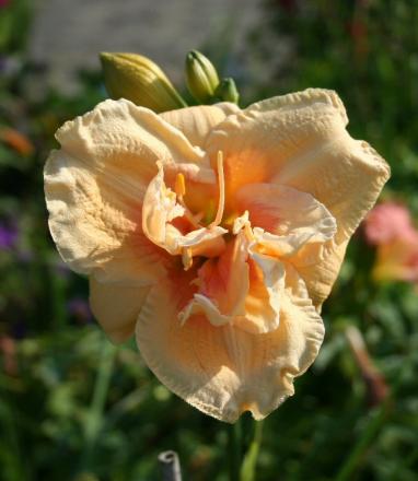 gallery_6778_1392_6650.jpg