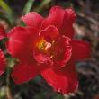 tn_gallery_7131_1370_487.jpg