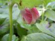 tn_gallery_834_1080_3128.jpg