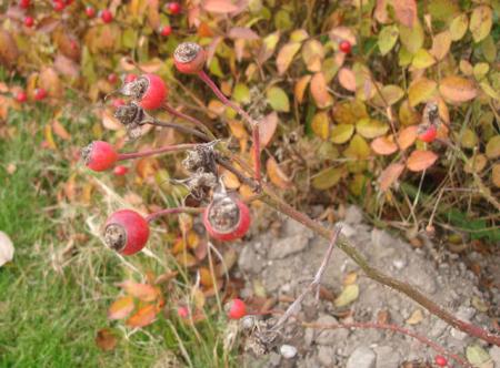 gallery_12789_1345_51186.jpg