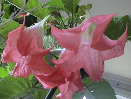 gallery_12948_1405_74379.jpg