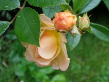gallery_12985_1407_19371.jpg