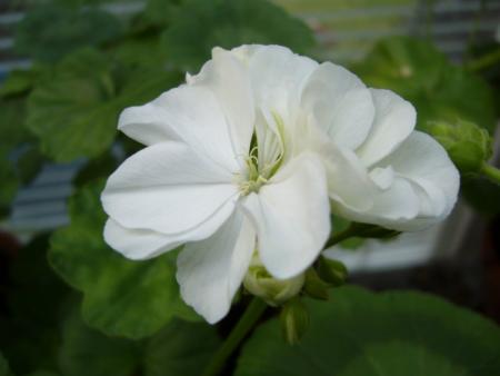 gallery_13006_1400_54240.jpg