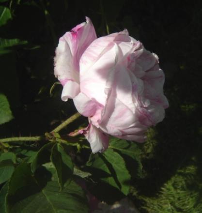 gallery_2985_1337_37570.jpg