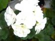 tn_gallery_13006_1400_28068.jpg