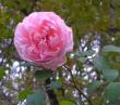 tn_gallery_387_1406_23545.jpg