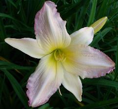 gallery_7131_1370_9676.jpg
