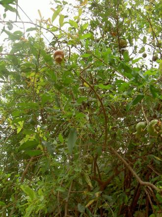 gallery_1251_1401_114798.jpg