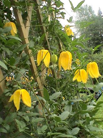 gallery_12948_1405_136521.jpg