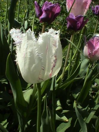 gallery_12948_1405_137124.jpg