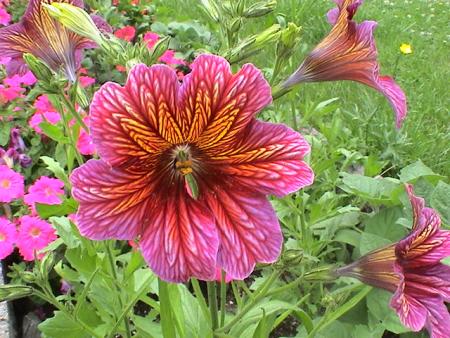 gallery_12948_1405_139593.jpg