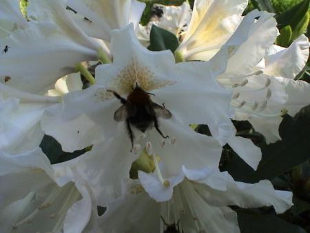 gallery_12948_1405_36909.jpg