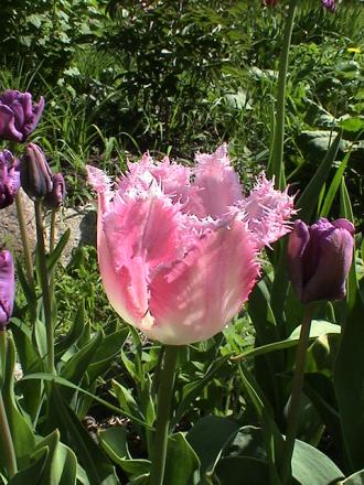 gallery_12948_1405_68877.jpg