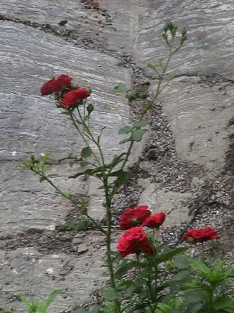 gallery_12948_1405_7444.jpg
