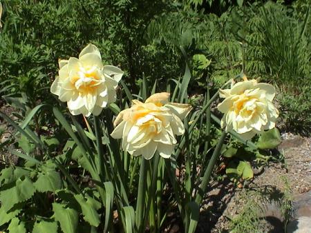 gallery_12948_1405_76339.jpg