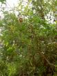 tn_gallery_1251_1401_114798.jpg