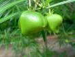 tn_gallery_1251_1401_20149.jpg