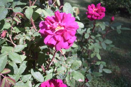 gallery_12869_1373_18395.jpg