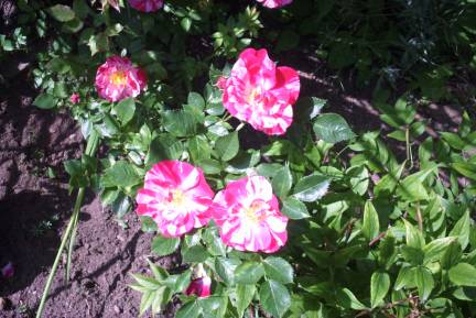 gallery_12869_1373_29327.jpg