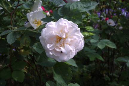 gallery_12869_1373_598.jpg