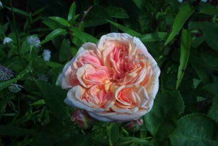gallery_12869_1373_630.jpg