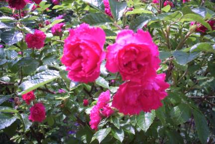 gallery_12869_1373_9287.jpg