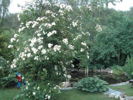 gallery_12962_1362_88290.jpg