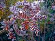 tn_gallery_834_1413_66669.jpg