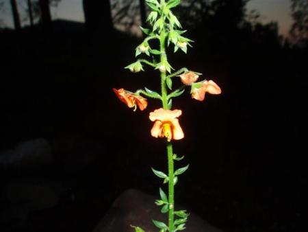 gallery_12759_1385_12674.jpg