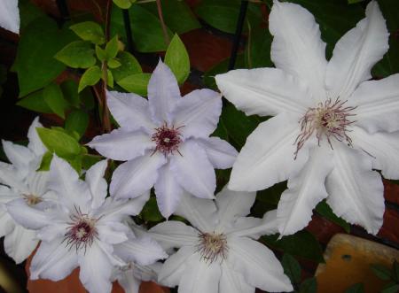 gallery_12879_1419_63198.jpg