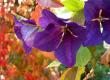 tn_gallery_12879_1419_43147.jpg