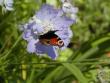 tn_gallery_90_1418_46616.jpg