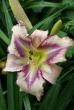 tn_gallery_90_1418_65945.jpg