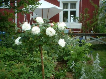 gallery_559_1423_18593.jpg