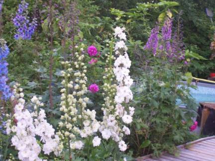 gallery_559_1423_24290.jpg