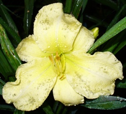 gallery_7131_1370_12913.jpg