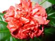 tn_gallery_10231_831_28603.jpg
