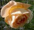 tn_gallery_3603_1422_6040.jpg